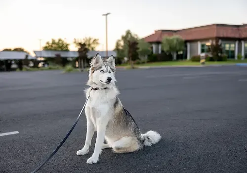 Cute pet portrait